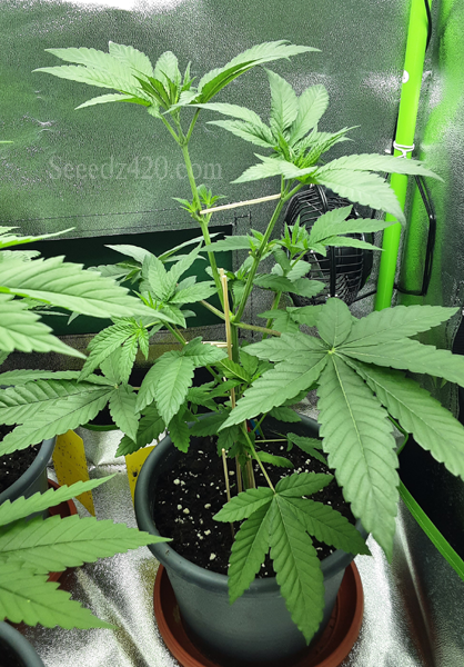 Otter Popz x Kosher Kush Cannabis-Samen online kaufen