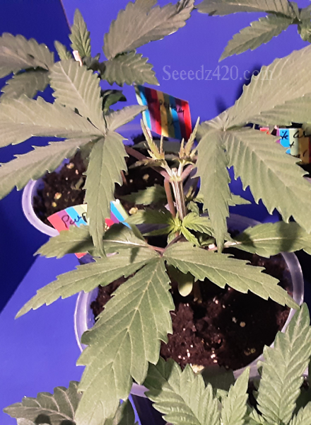 Purple Punch Cannabis-Samen anpflanzen