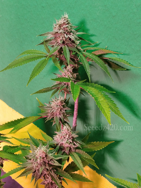 Jealousy x Kush Cannabis-Samen anpflanzen
