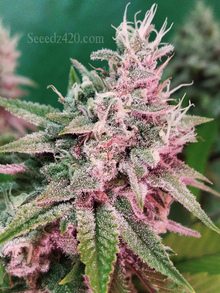 Jealousy x Kush Cannabis-Samen Anbautipps
