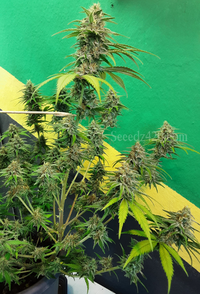 Apple & Bananas x Kosher Kush Cannabis-Samen online kaufen