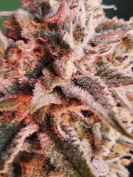 Purple Punch Cannabis-Samen online bestellen