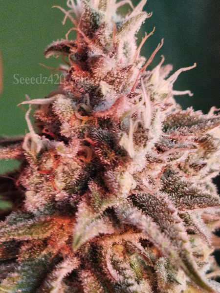 Otter Popz x Kosher Kush Cannabis-Samen Anbautipps