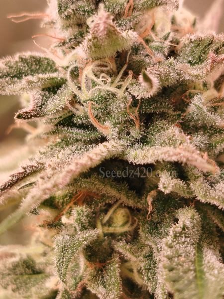LA Kush Cake x Spritzer Cannabis-Samen Anbautipps
